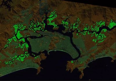 Baixada Santista estima-se que haja uma área de mais de 70Km2 de manguezais